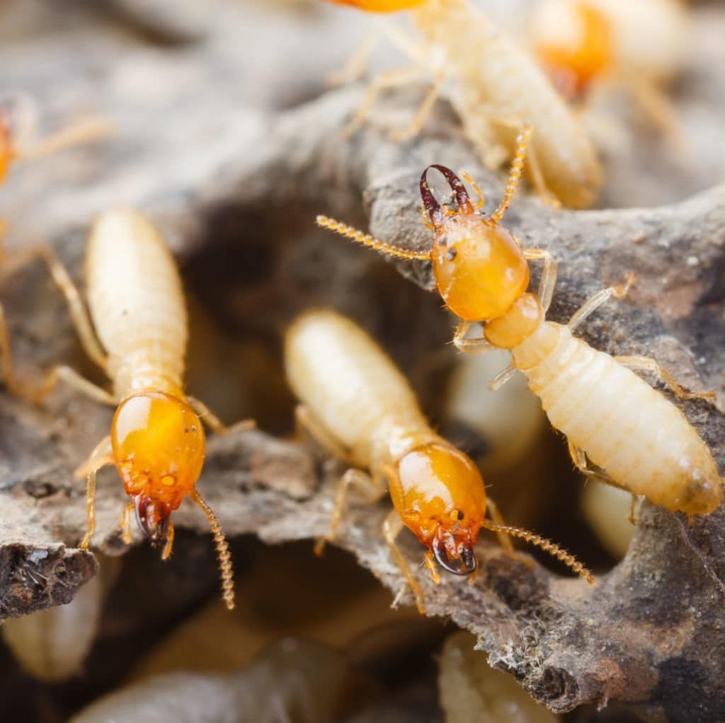 INSECTEK-WEB-SERVICES-TERMITES-1024x1022